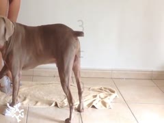 Sexy lady got pounded from behind by dog's cock